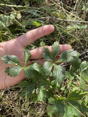 Anemonoides sylvestris