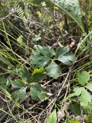 Anemonoides sylvestris