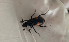 Nicrophorus przewalskii