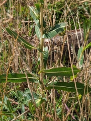 Lactuca serriola