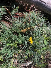Senna aciphylla