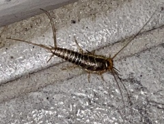 Ctenolepisma longicaudatum