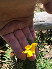 Senna aciphylla
