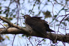 Hierococcyx sparverioides