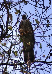 Hierococcyx sparverioides