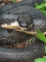 Pantherophis spiloides