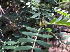 Senna aciphylla