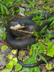 Pantherophis spiloides