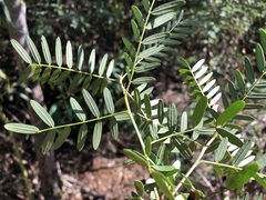 Senna aciphylla