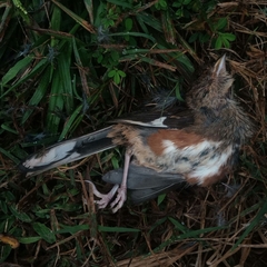 Pipilo erythrophthalmus