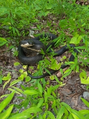 Pantherophis spiloides