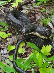 Pantherophis spiloides