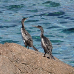 Gulosus aristotelis desmarestii