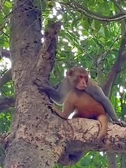 Macaca mulatta