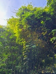 Millettia pachycarpa