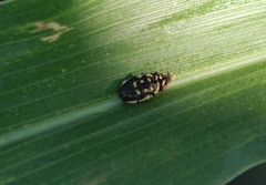 Acmaeodera disjuncta