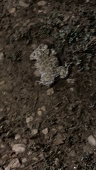 Bufotes viridis viridis