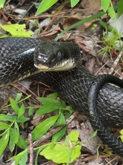 Pantherophis spiloides