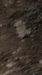 Bufotes viridis viridis