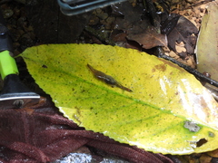 Macrobrachium asperulum