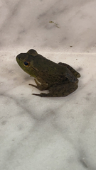 Lithobates catesbeianus