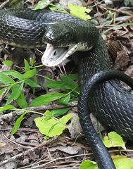 Pantherophis spiloides