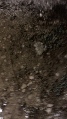 Bufotes viridis viridis