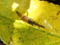 Macrobrachium asperulum