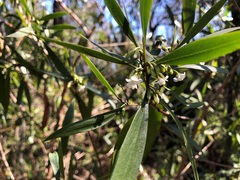 Myoporum acuminatum