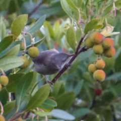 Curruca melanocephala