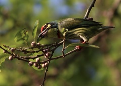 Psilopogon haemacephalus