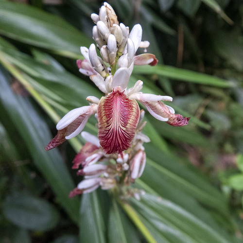 Alpinia calcarata (Alpinia calcarata)