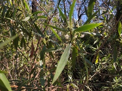Myoporum acuminatum