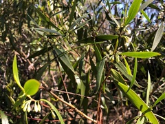 Myoporum acuminatum