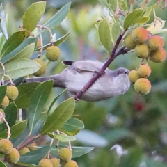 Curruca melanocephala