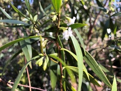 Myoporum acuminatum