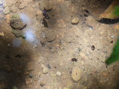 Lacconectus formosanus