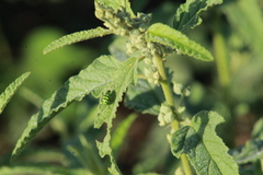 Diabrotica balteata