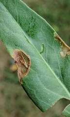 Pterygota