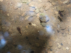 Lacconectus formosanus