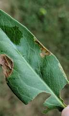 Pterygota