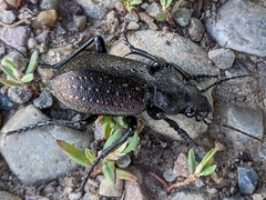 Calosoma tepidum