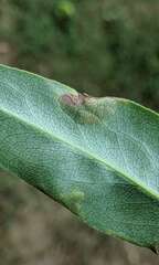Pterygota