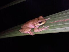 Ranoidea pearsoniana