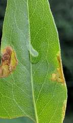 Pterygota