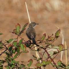 Curruca melanocephala