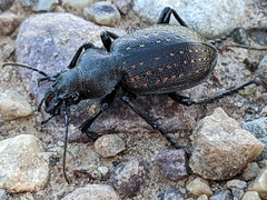 Calosoma tepidum