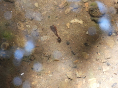 Lacconectus formosanus
