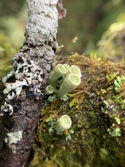 Cladonia