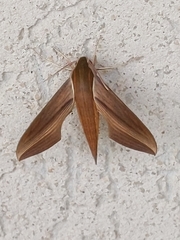 Xylophanes tersa